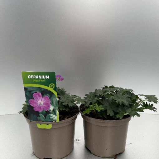 Geranium Sanguineum Max Frei