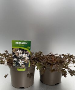 Geranium Sanne