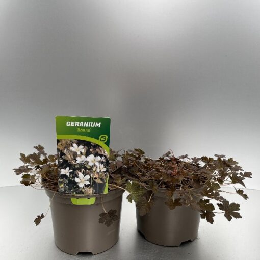 Geranium Sanne