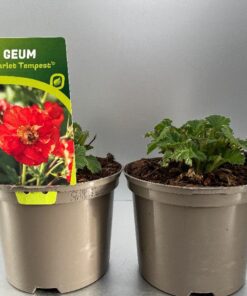 Geum Scarlet Tempest®