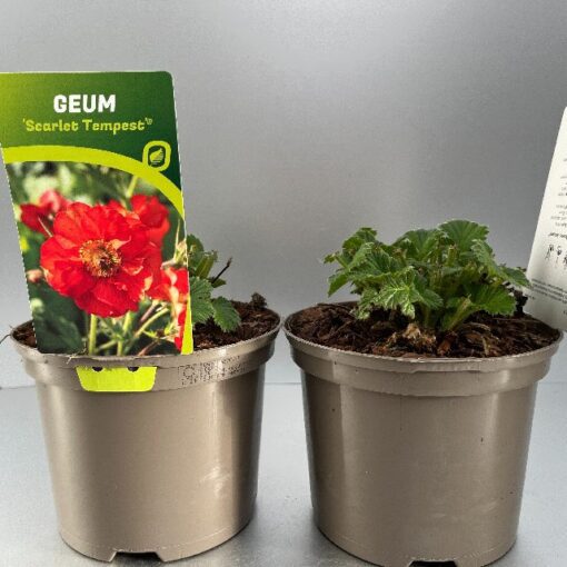 Geum Scarlet Tempest®