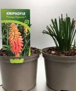 Kniphofia Papaya Popsicle