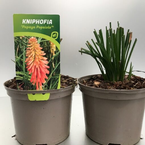 Kniphofia Papaya Popsicle