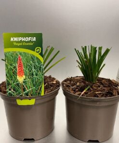 Kniphofia Uvaria Royal Castle