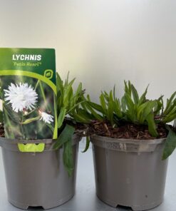 Lychnis Petit Henri®