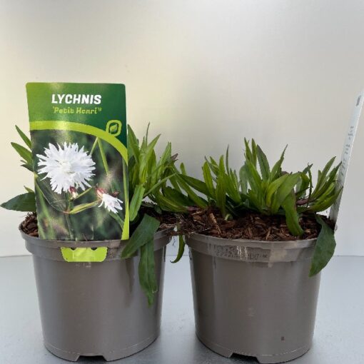 Lychnis Petit Henri®
