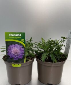 Scabiosa Columbaria Butterfly Blue