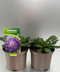 Scabiosa Columbaria Mariposa Blue