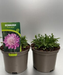 Scabiosa Columbaria Pink Mist