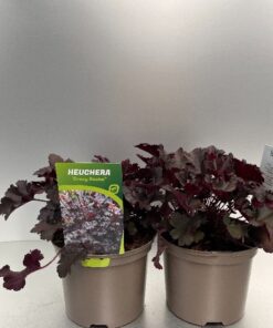 Heuchera Crazy Rasta