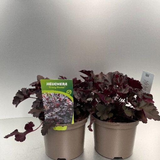 Heuchera Crazy Rasta