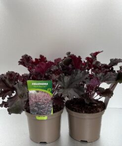 Heuchera Dark Secret