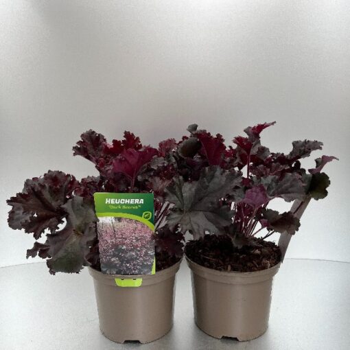 Heuchera Dark Secret