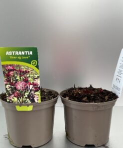 Astrantia Major Star Of Love