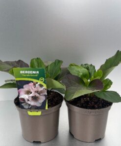 Bergenia Cordifolia Harzkristall