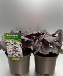 Heuchera Silver Gumdrop