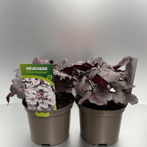 Heuchera Silver Gumdrop