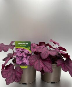 Heuchera Wild Rose