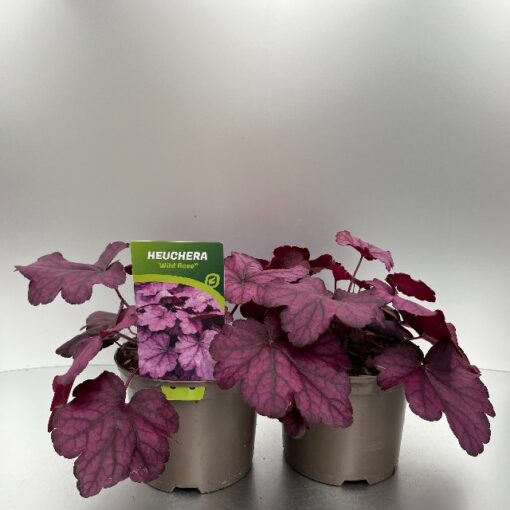 Heuchera Wild Rose