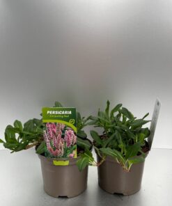 Persicaria Affinis Darjeeling Red