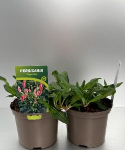 Persicaria Affinis Superba