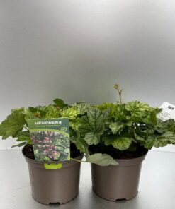 Heuchera Berry Timeless