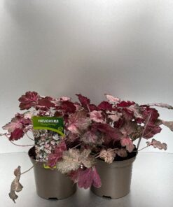 Heuchera Pinky Panky