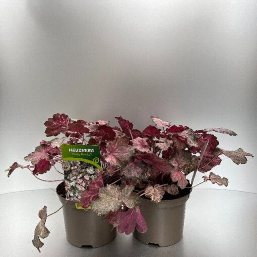 Heuchera Pinky Panky