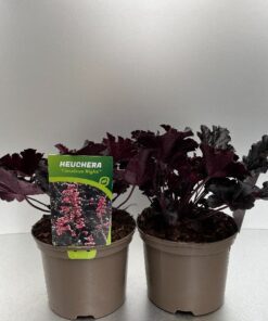 Heuchera Timeless Night