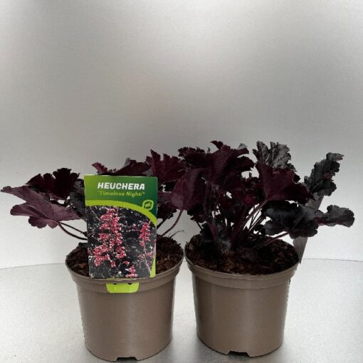 Heuchera Timeless Night