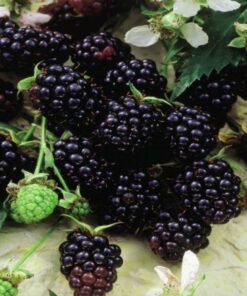 Rubus Fruticosus Thornless Evergreen