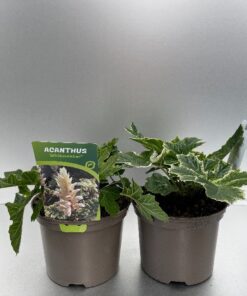 Acanthus Mollis Whitewater
