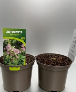 Astrantia Major Florence