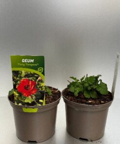 Geum Fiery Tempest
