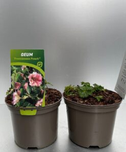 Geum Pretticoats Peach®