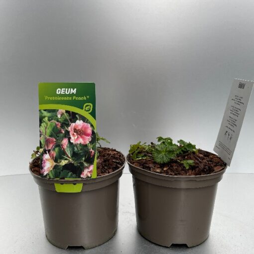 Geum Pretticoats Peach®