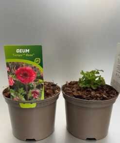 Geum Tempo Rose