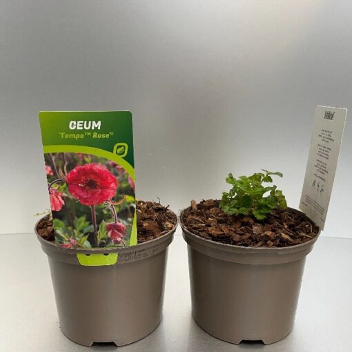 Geum Tempo Rose