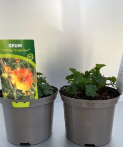 Geum Totally Tangerine