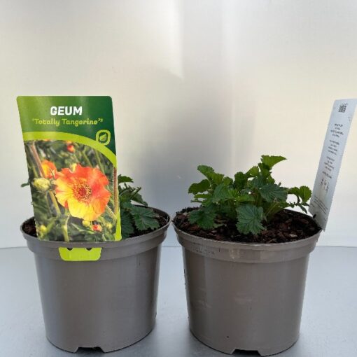 Geum Totally Tangerine