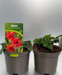 Geum Tropical Tempest
