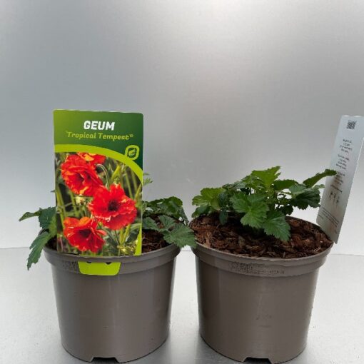 Geum Tropical Tempest