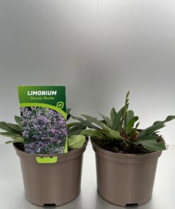 Limonium Dazzle Rocks