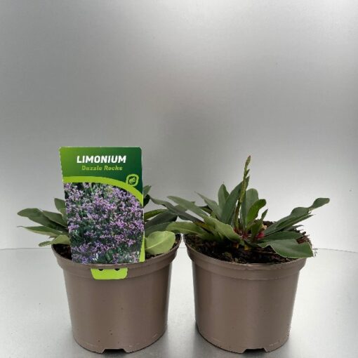 Limonium Dazzle Rocks