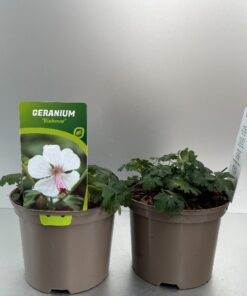 Geranium Cantabrigiense Biokovo