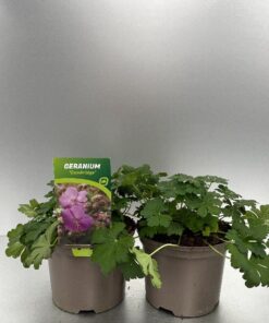 Geranium Cantabrigiense Cambridge