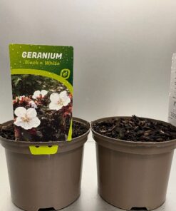 Geranium Pratense Black And White