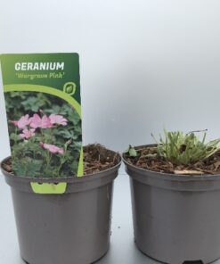 Geranium Endressii Wargrave Pink