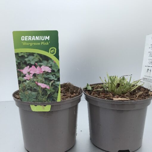 Geranium Endressii Wargrave Pink