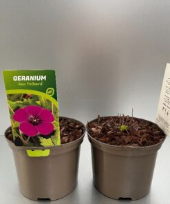 Geranium Ann Folkard